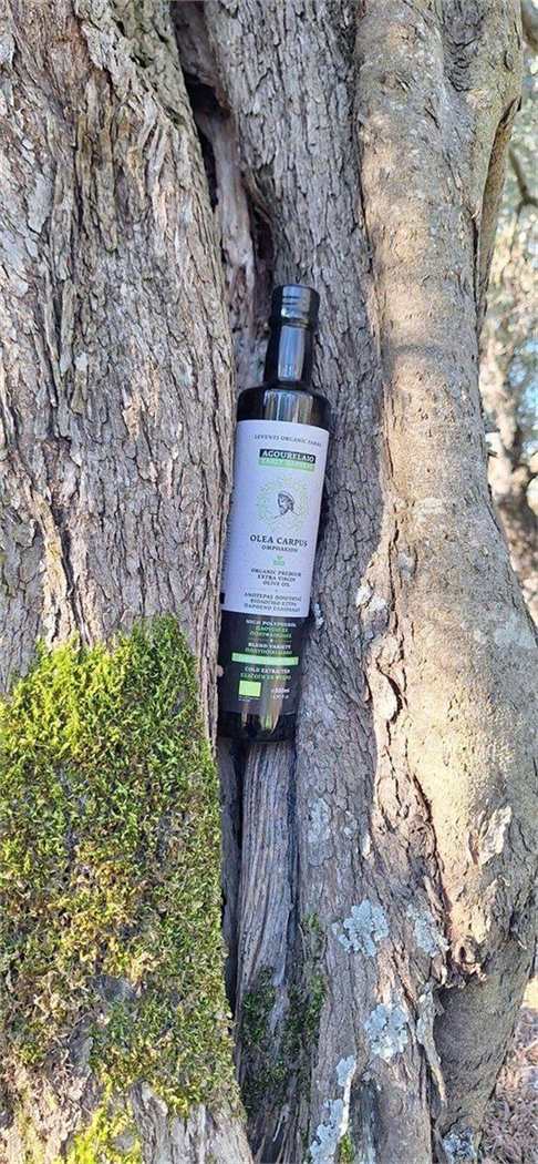 Vertical composition of an Olea Carpus bottle placed on an olive trunk