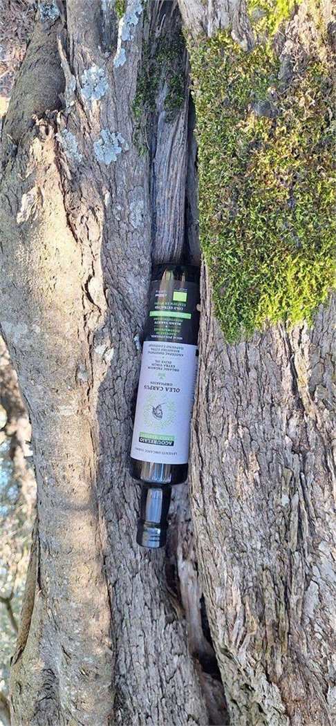 Early harvest Olea Carpus bottle presented vertically inside an olive trunk