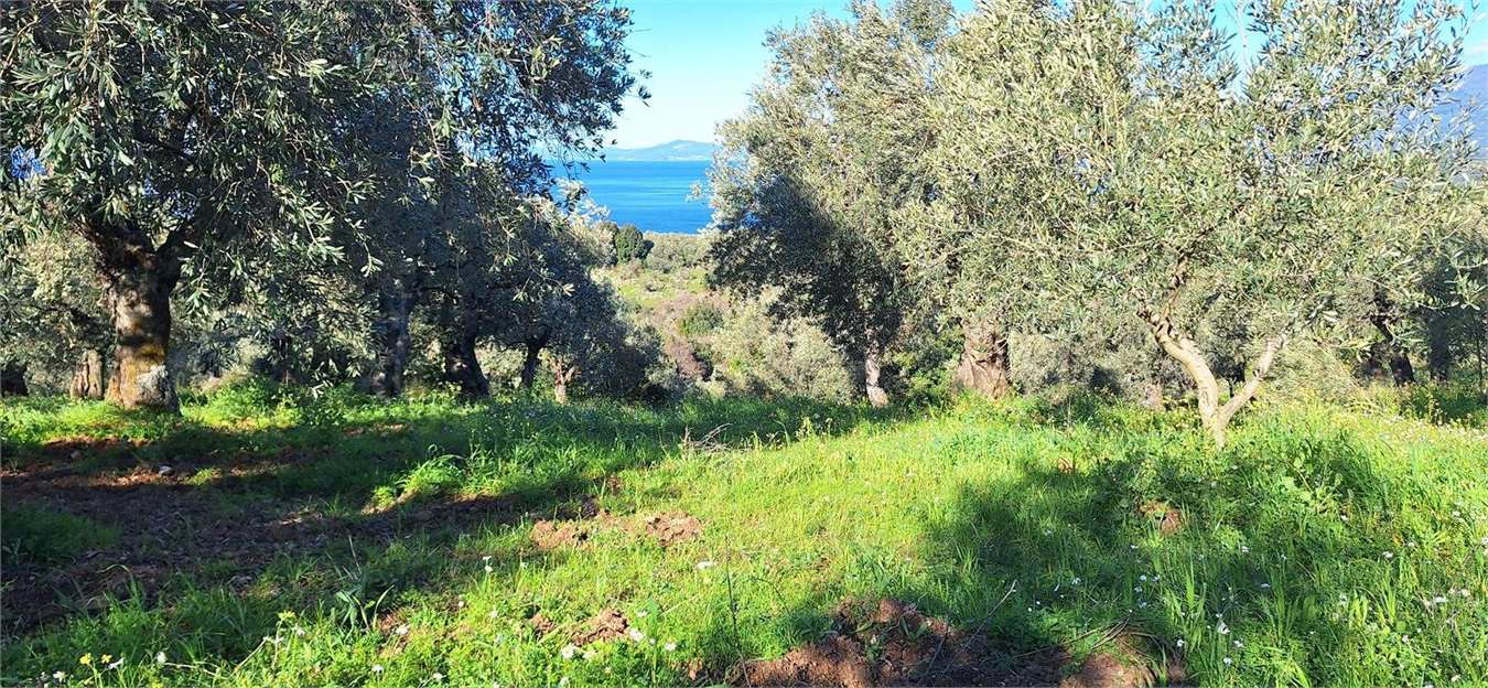 Healthy olive trees in the Olea Carpus grove in South Pelion
