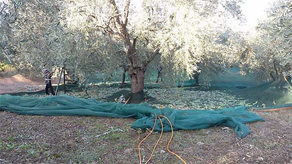 Harvest nets spread beneath the olive trees